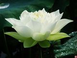 lotus005.jpg