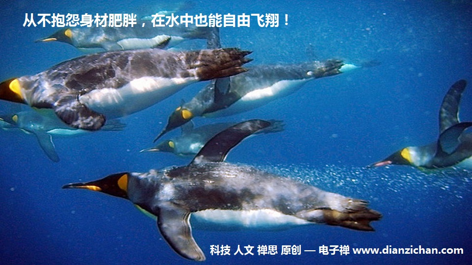 电子禅论坛__您我的精神家园