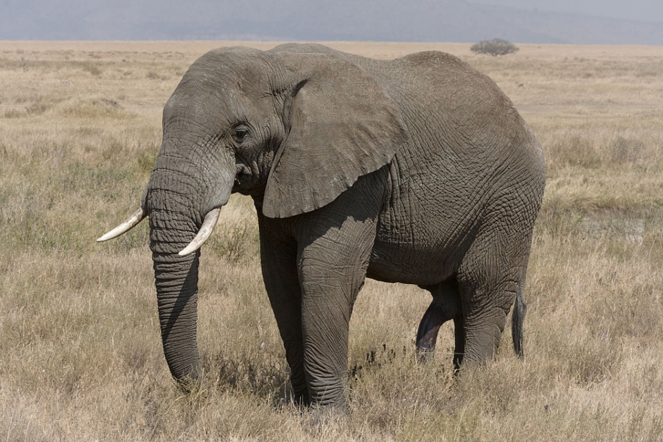 1024px-Serengeti_Elefantenbulle.jpg