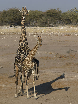 330px-Giraffa_camelopardalis_angolensis_(mating).jpg